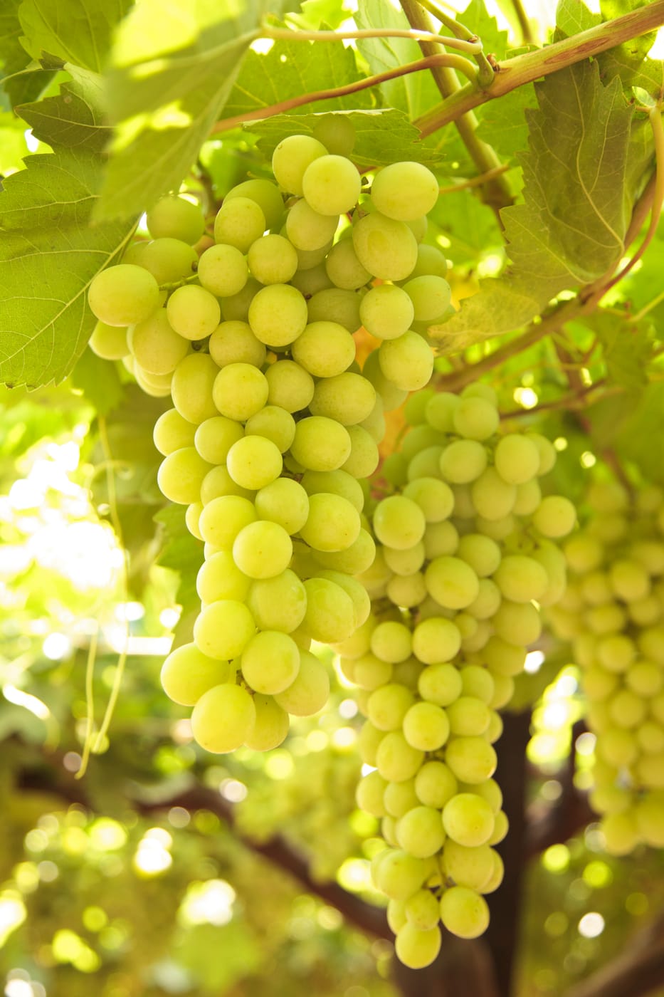 Bunches of green seedless grapes ripening on the vine in a Dakahlia vineyard