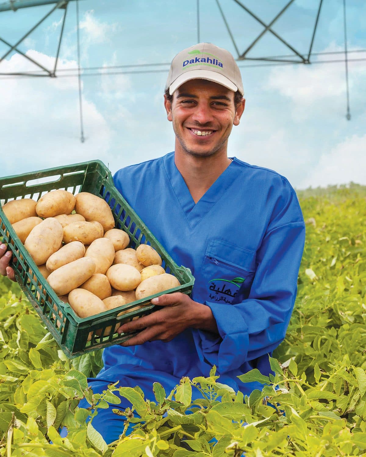 A Dakahlia team member in branded uniform holding a crate of freshly harvested potatoes